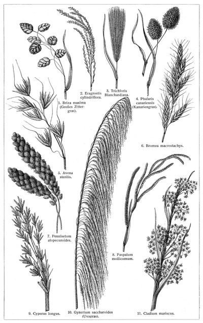 Gräser VI. (Ziergräser für Trockenstäuße. Die Beschreibung der Pflanzen siehe unter den lateinischen Gattungsnamen.)