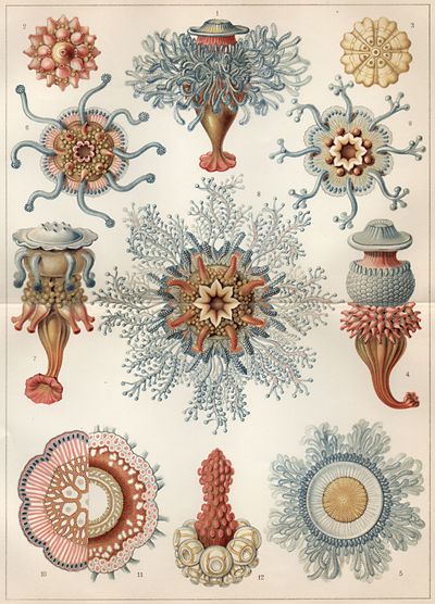 Hydromedusen: Röhrenquallen (Siphonophoren). (Aus E. Haeckels ›Kunstformen der Natur‹.)