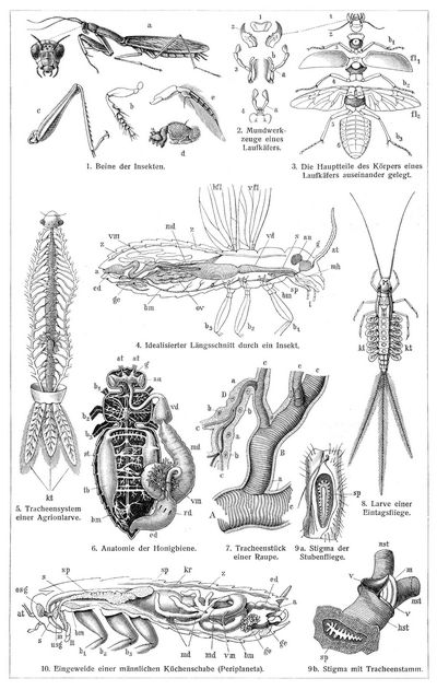 Körperteile der Insekten I.