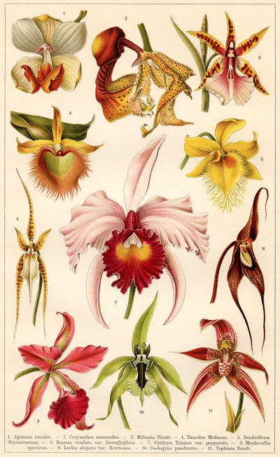 Orchideen II.