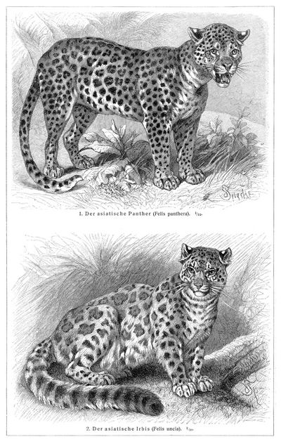 Pantherkatzen I.