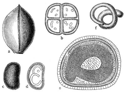 17. Cuscuta europaea (Nesselseide). a Kapsel, b Durchschnitt, c Same von C. epilinum (Flachsseide), d und e Durchschnitt, f Embryo. Alles stark vergrößert.