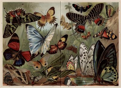 Schmetterlinge II. Exotische Schmetterlinge.