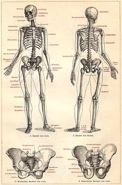 Skelett des Menschen I.