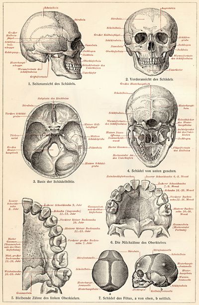 Skelett des Menschen II. Der Schädel.